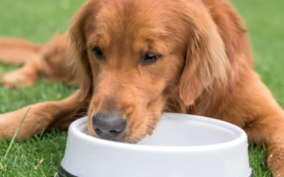 Heatstroke in Dogs UK: What to Do and How to Cool Your Dog Safely