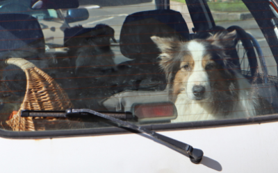 Dogs Die in Hot Cars – Even for Just a Few Minutes
