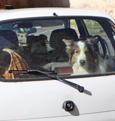 Dogs Die in Hot Cars – Even for Just a Few Minutes
