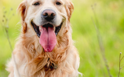 How Do Dogs Cool Themselves?