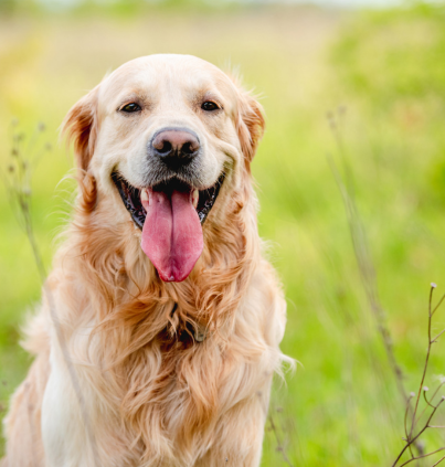 How Do Dogs Cool Themselves?
